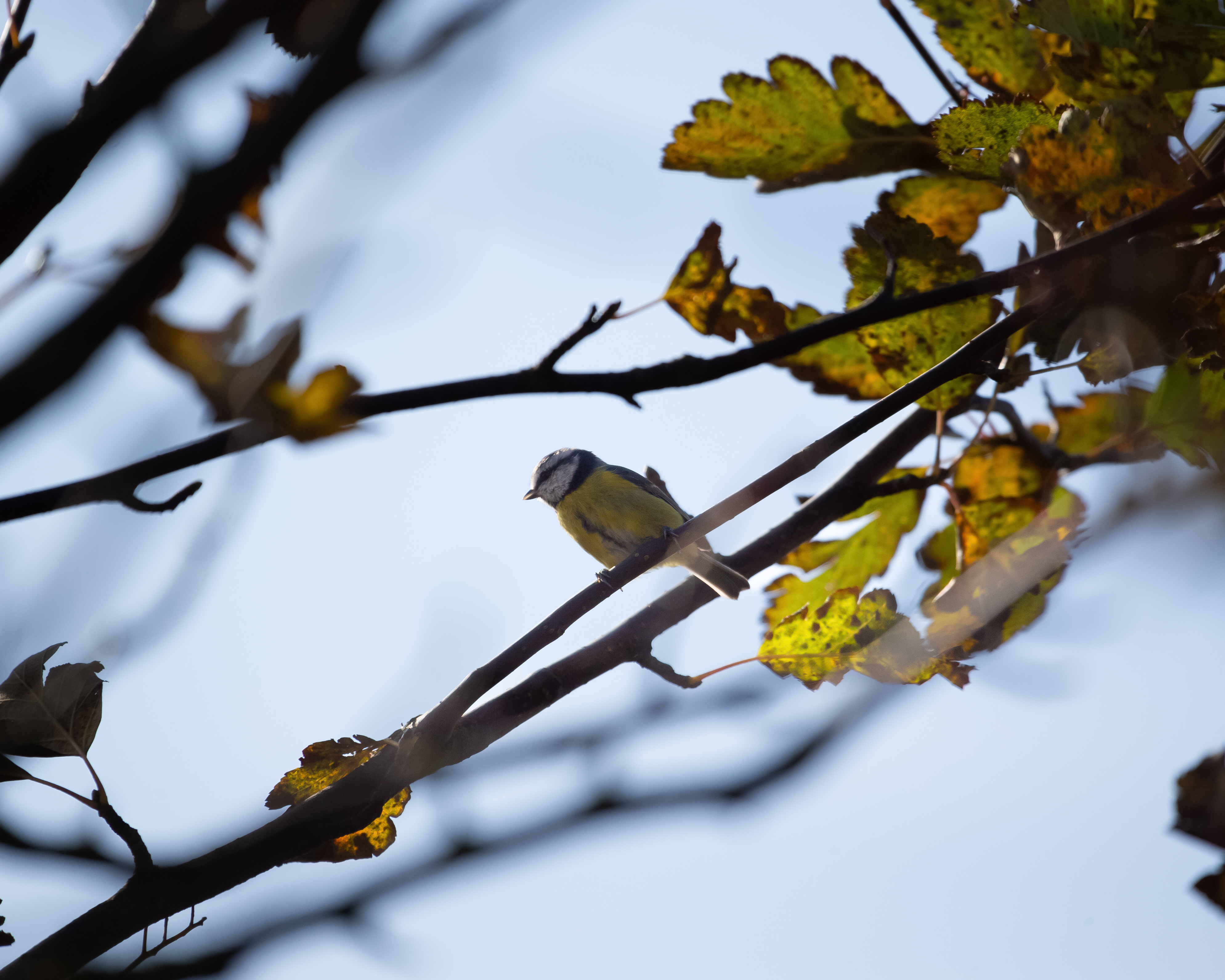 Birds Gallery Preview