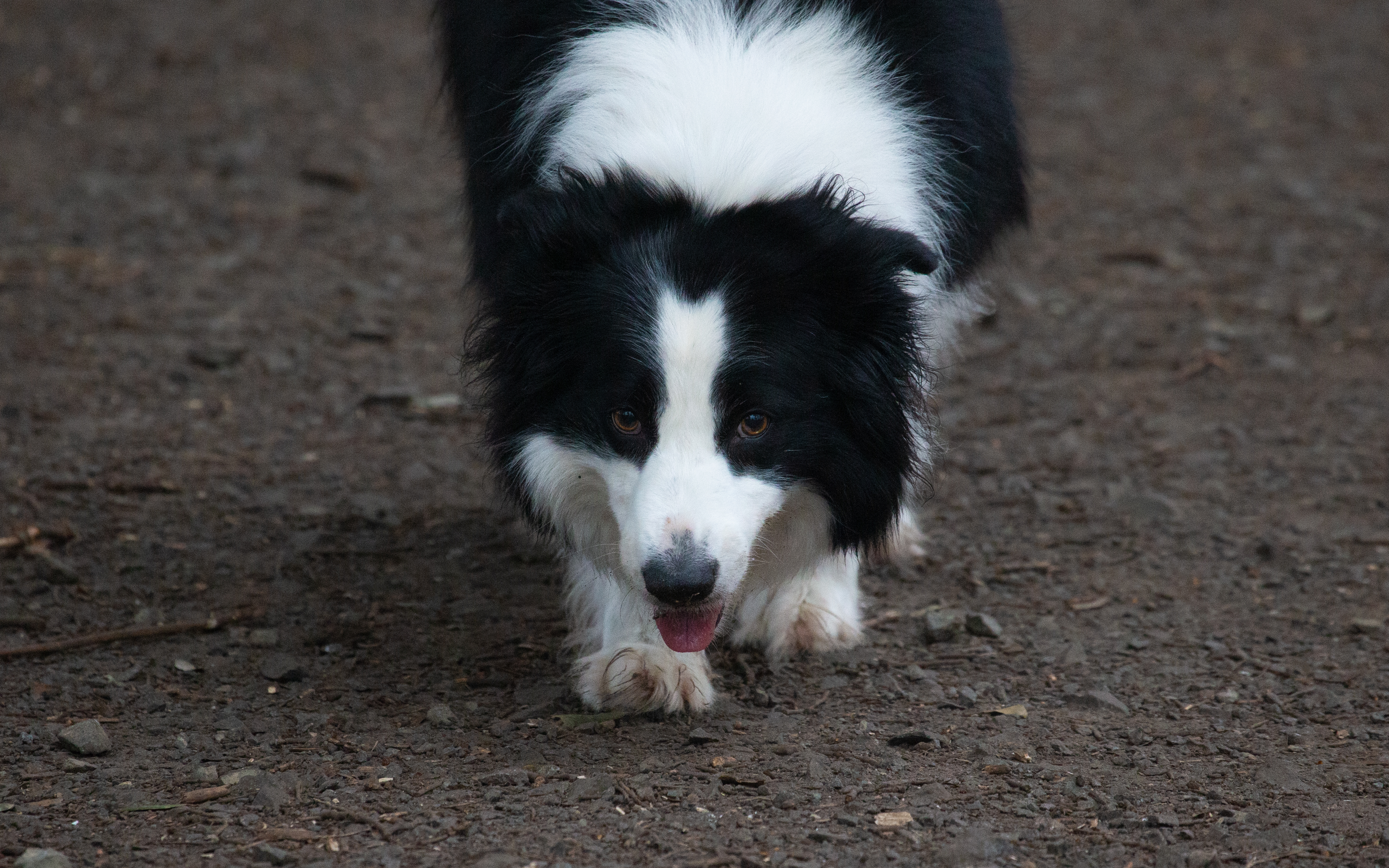 Pets Gallery Preview